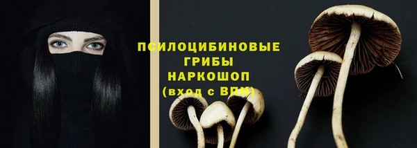 стаф Аркадак
