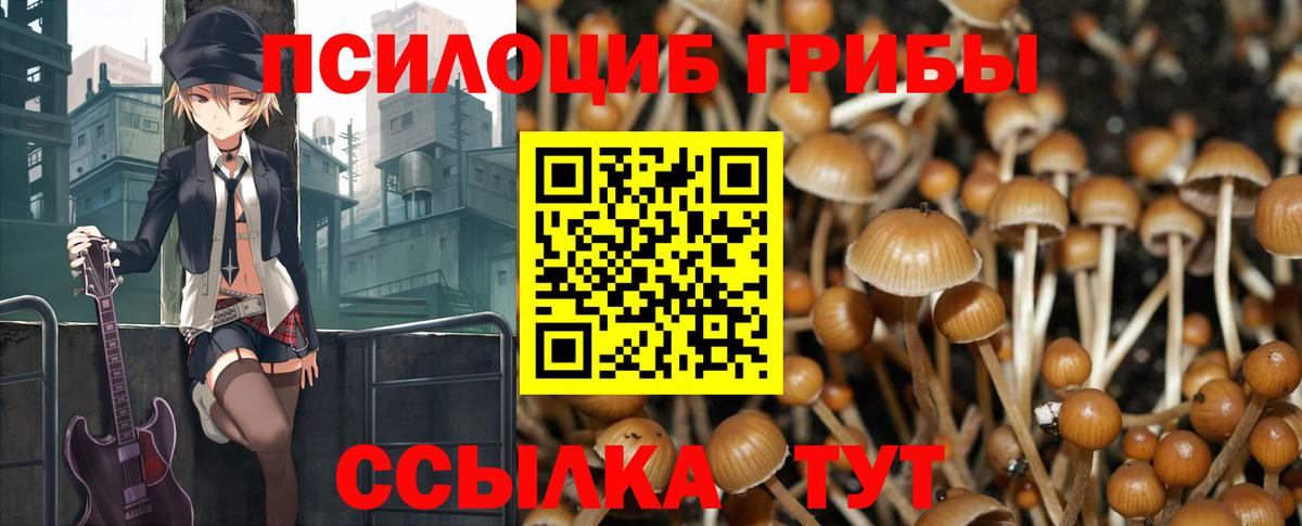 где можно купить наркотик  Галлюциногенные грибы Psilocybe  Вход с VPN  Новозыбков 